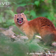 Illustration for article titled Monday Mustelid - Mustela sibirica Edition